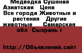 Медведка Сушеная Азиатская › Цена ­ 1 400 - Все города Животные и растения » Другие животные   . Самарская обл.,Сызрань г.